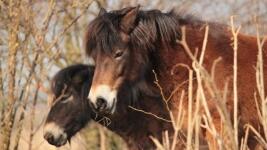kůň divoký3 ceska-krajina-divoci-kone-divoky-kun-detail-hlava-foto-gita-matlaskova